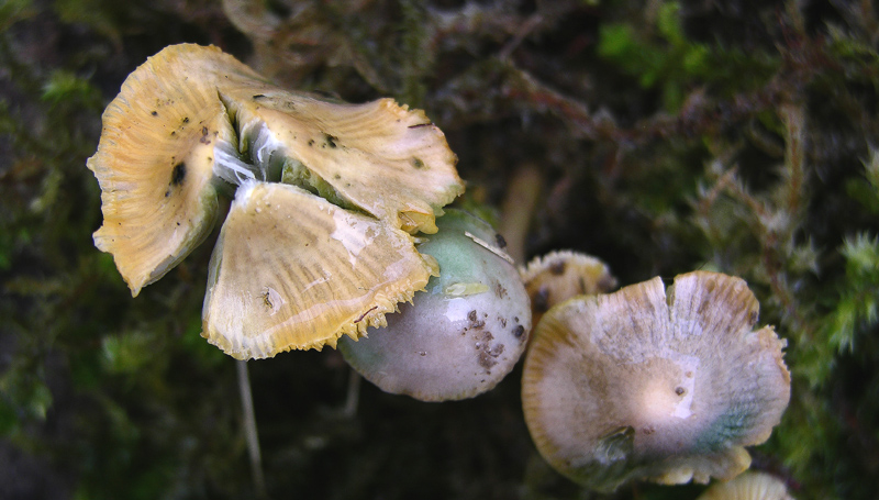 Hygrocybe psittacina.